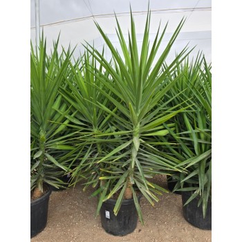 Yucca elephantipe 70 lt multi tronco